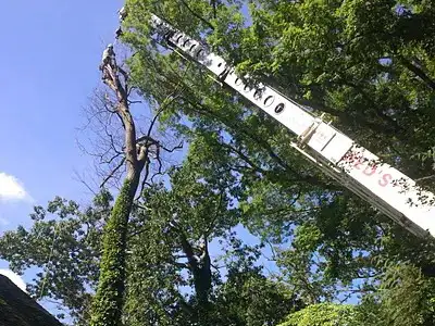 Tree Removal Services, Millersville, MD