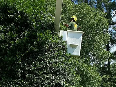 Tree Services, Crownsville, MD