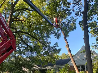 Tree Services, Millersville, MD