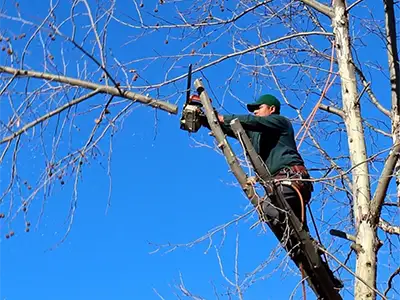 Tree Services, Severna Park, MD