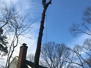 Removing a dangerous tree overhanging a home in Shipleys Choice